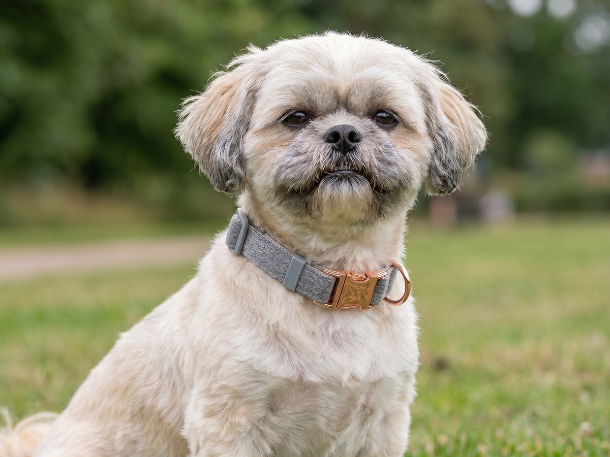 Grey collar with rose-gold hardware on a Shih Tzu