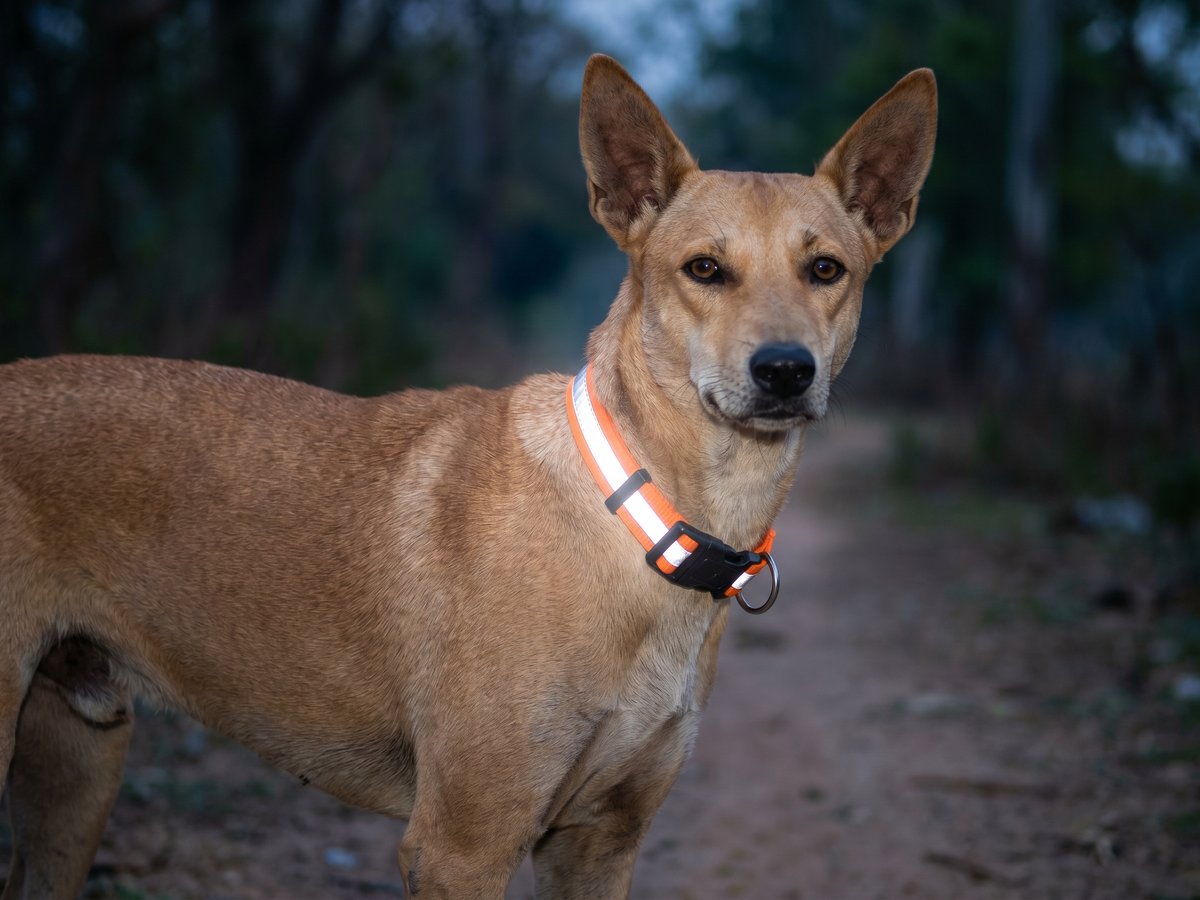 Reflective collar glowing at dusk on an Indie dog