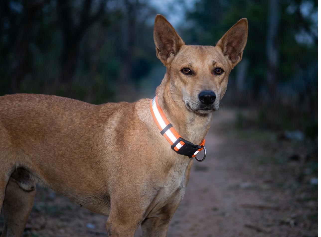 Reflective webbing collar